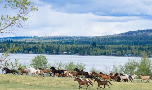 The Flying U Ranch