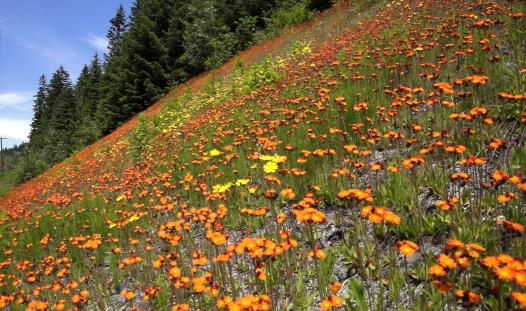 spring flowers