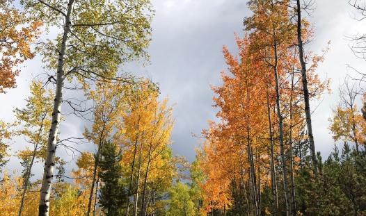 Fall Picture